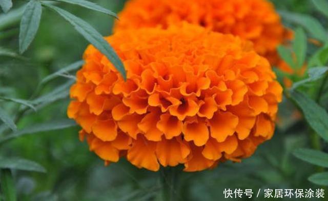  【花墙】院子里必养的花，简单浇水就开花，长势旺盛开花简单，养出花墙