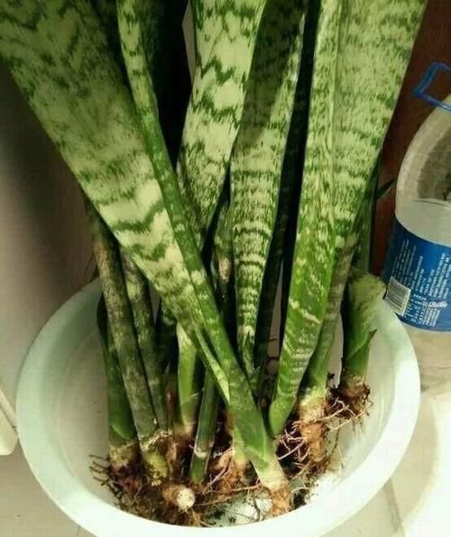  「轻松」虎皮兰繁殖方法，一个劈八瓣，一个剪八段，轻松养了一大片