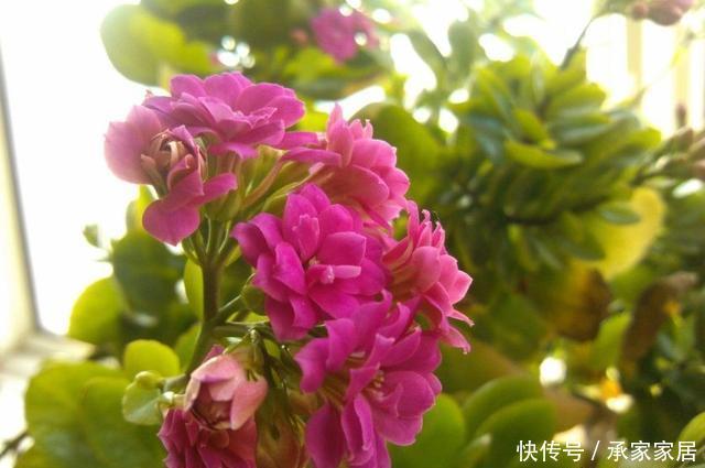 长寿花|春天这5种花要经常“掐尖”,越掐长得越旺,入夏开花量翻倍
