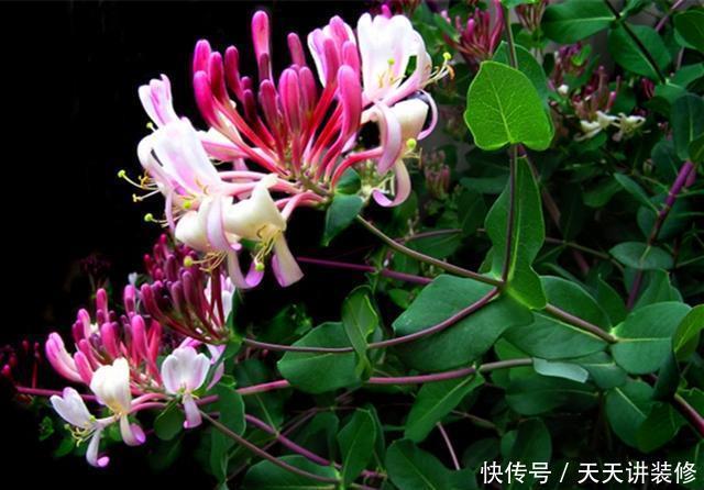 『芳香』想让阳台芳香馥郁“招蜂引蝶”,种上5种芳香花草,夏季也能开花