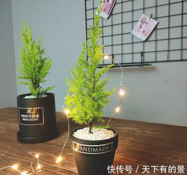 睡眠|睡眠不好,可以养盆香松小盆栽,好看好养还助睡眠