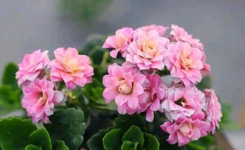 『难度夏』三种花,不管多便宜,夏秋养也不晚!