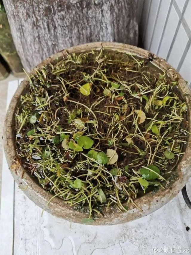 放在光照好的地方多■20种花,春天最爱疯长,爬满墙、爆开花,疯狂刹不住闸!