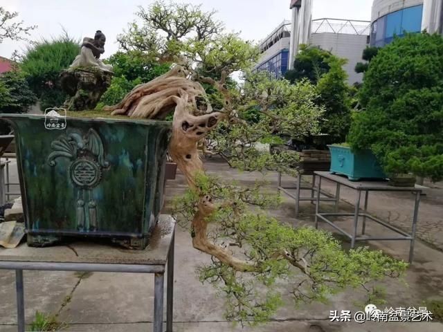  「作品」有年功的盆景，品相好，价值高！