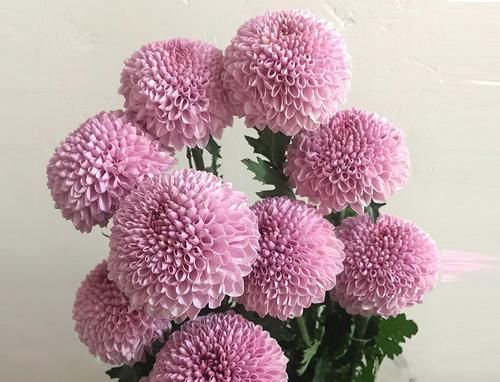  拥有：新型盆栽绿植乒乓菊，花型奇特美丽，花期长，养护简单，值得拥有