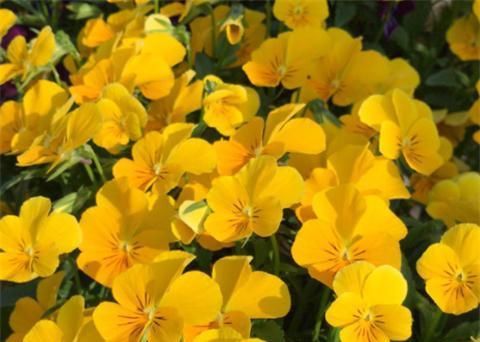  『三色堇』1种好看好养的花，一年四季都开花，养在阳台变花海