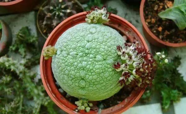  [排水良好]多肉里的6种“奇葩”，不以美出名，长得越怪越吸引眼球