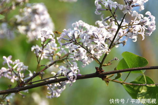 【春天】甘肃平凉老宅院内白丁香花又开了