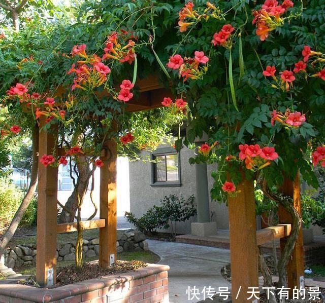 花开|此花黑吉辽冻不死,插枝就能活,一年花开180天不落,种2棵美翻天