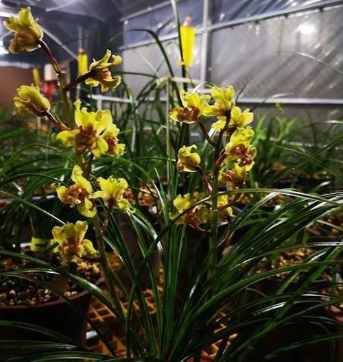  #花香#花色最高贵的兰花，花量超高，花瓣飘逸，花香浓郁，养花就选它