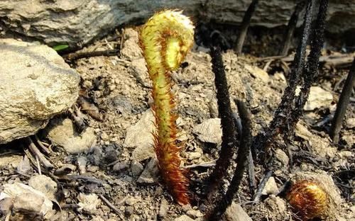  植物■农村一种植物，人称“悟空腿”，目前价值极高，你们认识吗？