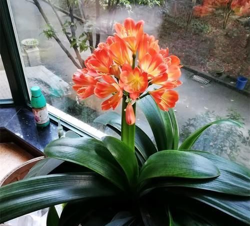  家里■此“天然”有机肥，能防土板结、促花全面生长，淘米水不如“它”