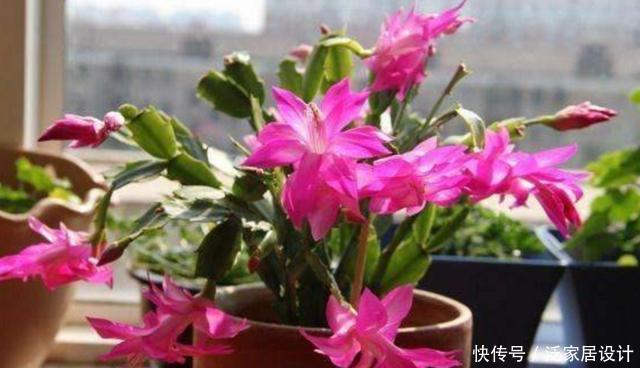 打造|冬天阳台要有8种花,开花艳丽,花香怡人,打造温馨小花园