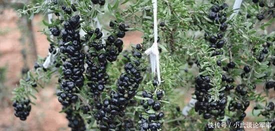  「神话」“黑金”神话破灭曾千元一斤不愁销路，如今卖20元很费