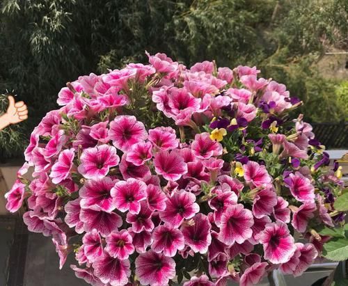  适合@适合懒人养的花，不用怎么管理，四季赏花，花开艳丽芳香怡人