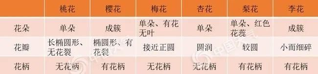  『樱花』天气回暖花开正好，赏花达人速成秘诀看过来