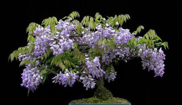  [漂亮]这么漂亮的紫藤盆景,别再花钱买了!