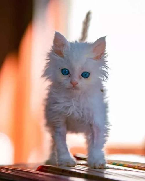  [生活]阿姨捡了一只流浪猫，洗澡后被猫咪颜值惊艳这么漂亮还有人扔
