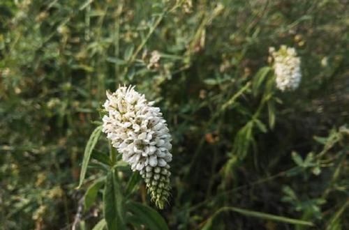  『狼尾花』农村1“普通”杂草，常人挖到即弃，殊不知它药效惊人，是个宝贝