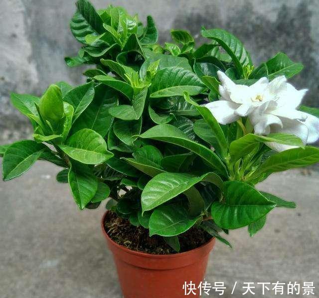  #磷钾#花市上的“栀子”为啥满头花苞，原来有“诀窍”，只需做2步