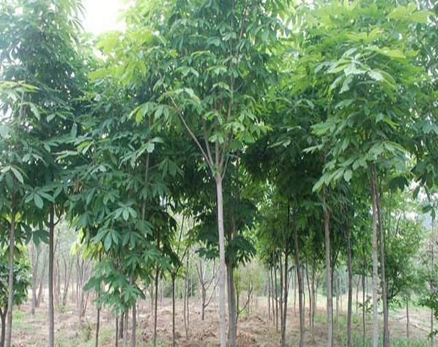  有钱人@这种树“皮”下有“黄金”，古代有钱人用，现在山上很难找！