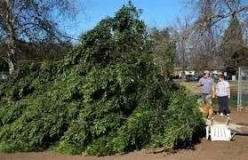 加州 | 狂风横扫南加州树木，电线杆被刮倒，洛杉矶也中招了！