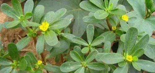  【充足】这“3种”植物，别嫌它“丑”，家里养1盆，能省不少“医药费”