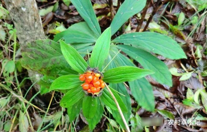  「生于」它生于竹林下，却比竹子还珍贵，请重视，当前770元一斤