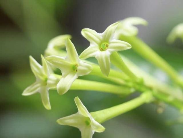 【特别】夜来香开花有何规律?详细介绍,让你更了解夜来香!