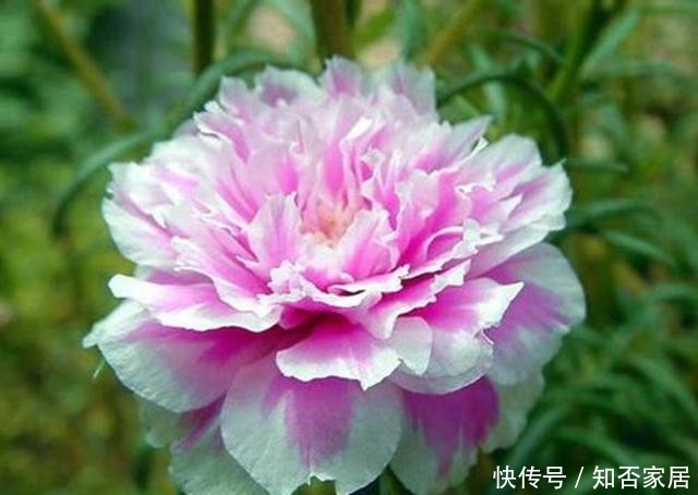  [便宜货]几种便宜货，5块钱买一盆，养在家爆炸式的开花，阳台变花海