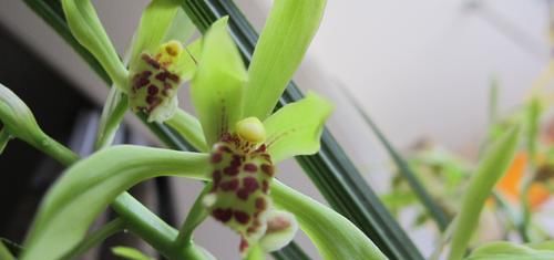  [花芽分化]蕙兰到底要不要低温春化？我的观点有些不一样，接受讨论