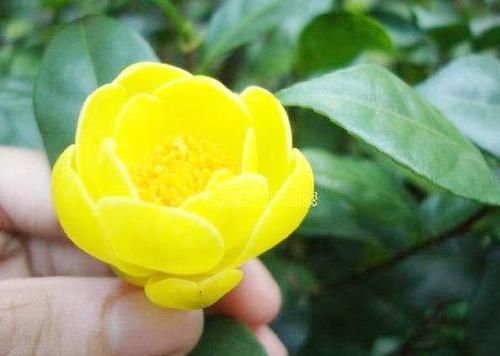  『金花茶』此花被誉为是“植物黄金”，花色金黄，花香浓郁，观赏食用两不误