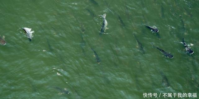 农村老话“有水就生鱼，鱼从天上来”，天上为什么会“下鱼”