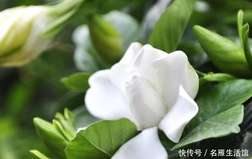 「栀子花」家养栀子花难开花？学会这三个小技巧，年年轻松爆满盆