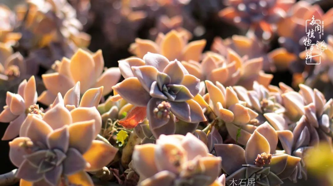  『植物』八种号称“养不死”的多肉,你养了几种?