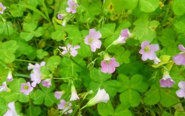  「盆栽」大花酢浆草，一种庭院、盆栽观赏花卉，需要细细欣赏。