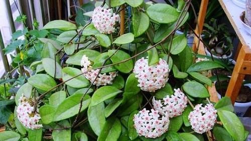  新叶：别再花钱买花卉，折根枝条扔土里，养10天就生根，新叶蹭蹭长满盆