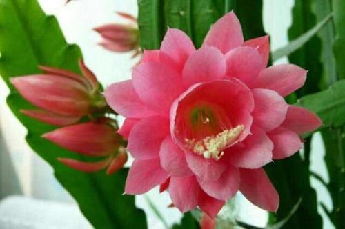  发芽@一棵“仙人掌”，开出“大荷花”，就是不发芽，咋整？