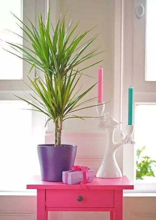  『植物』远离植物杀手，你需要这12种植物