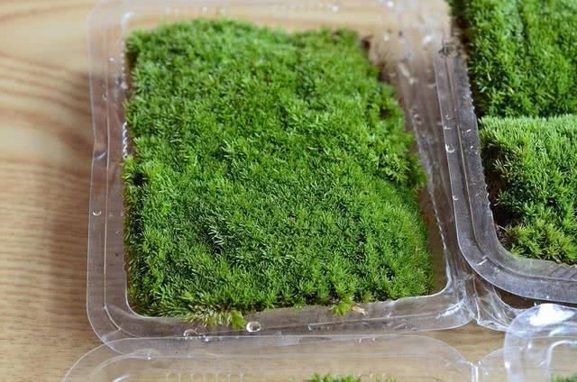 『盆栽』一种苔藓非常灵动,不甘于做装饰物,直接放在盆里能做盆景