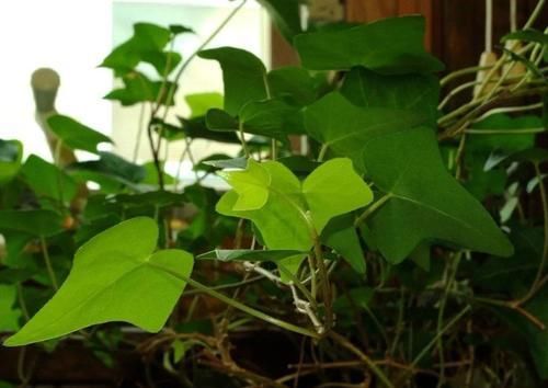  #适合#这些耐阴植物养办公室桌面上很适合，养几年都不会挂
