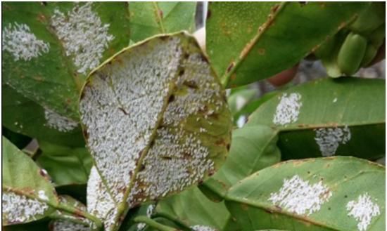  下图|香樟叶片上有白点，慢慢死，是什么病，见下图？