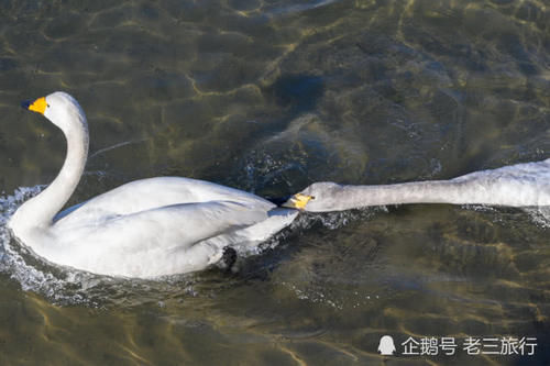  「威海荣成天鹅湖公园」从西伯利亚飞过来的大天鹅，与国内的天