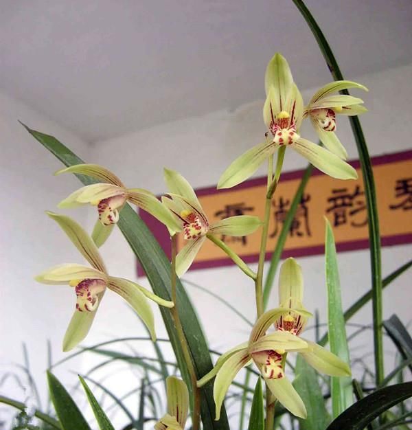  这款：新手养兰花选这款，一年开花多次，香气幽远，物美价廉，值得拥有
