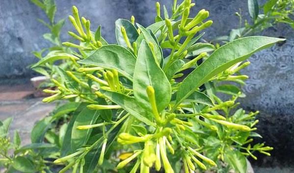 你种■你种的夜来香没有开花?那是你不了解它,来看看开花的必备条件吧