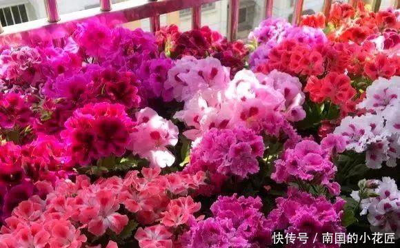  太漂亮@只养1种花，几平米阳台开成“花海”，真是太漂亮啦