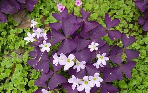  『比花朵还』这4种耐阴花，“叶子”比花朵“更值钱”，北房间“没光”也能养