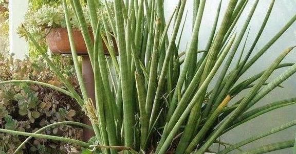 『花卉植物』在家盆栽花草植物总养不好?4个细节适当粗养,植株越长越旺盛