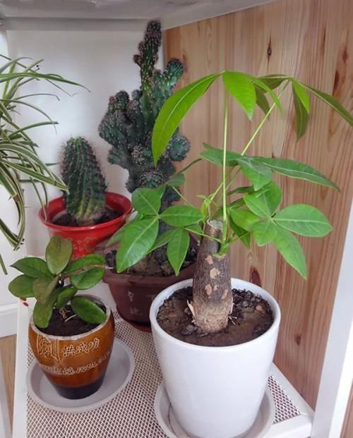  「温度过低」发财树特别适合懒人养，勤快人养几天就能养死