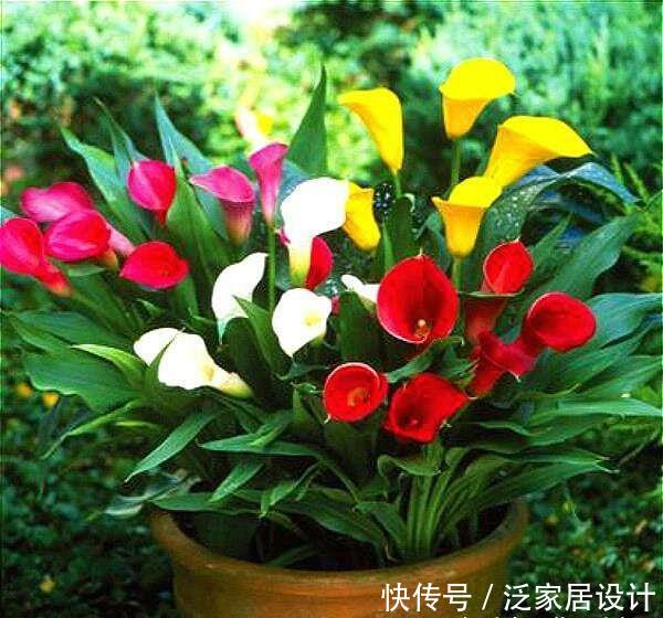  【狄特】美神阿弗洛狄特都嫉妒的马蹄莲，既是纯洁秀挺，又是多彩艳丽